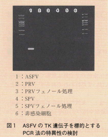 図1.ASFVのTK遺伝子を標的とするPCR法の特異性の検討