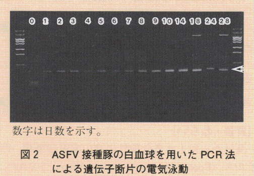 図2.ASFV接種豚の白血球を用いたPCR法による遺伝子断片の電気泳動