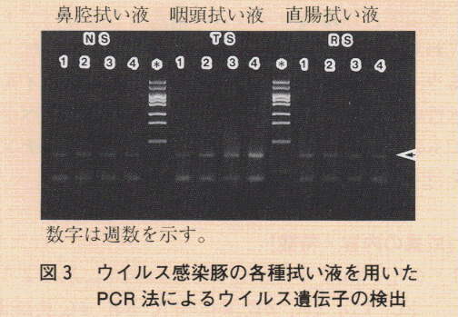 図3.ウイルス感染豚の各種拭いた液を用いたPCR法によるウイルス遺伝子の検出