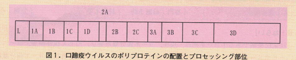 図1.口蹄疫ウイルスのポリプロテインの配置とプロセッシング部位