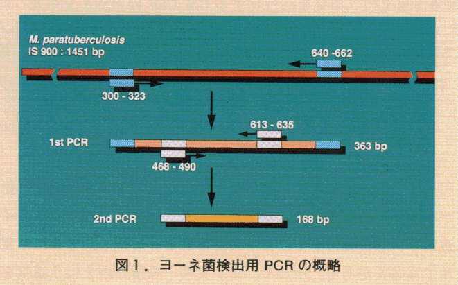 図1.ヨーネ菌検出用PCRの概略