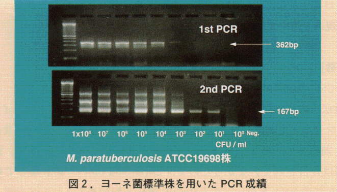 図2.ヨーネ菌標準株を用いたPCR成績