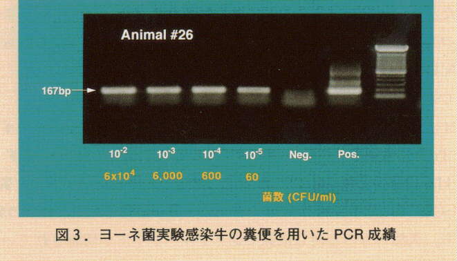 図3.ヨーネ菌実験感染牛の糞便を用いたPCR成績