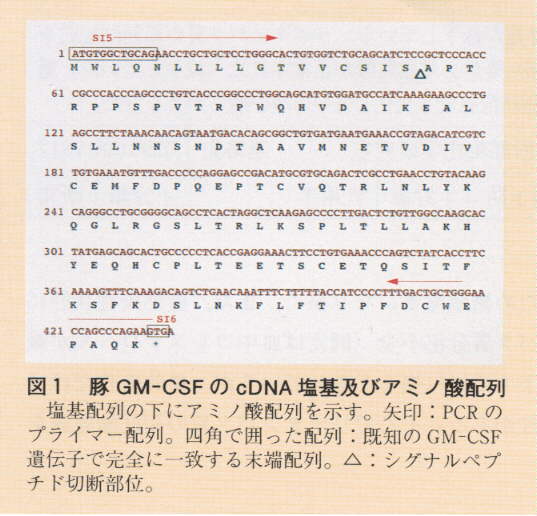 図1.豚GM-CSFのcDNA塩基及びアミノ酸配列