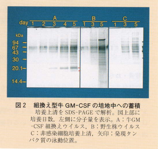 図2.組換え型牛GM-CSFの培地中への蓄積