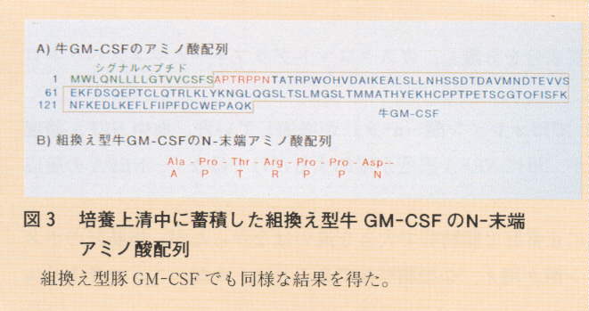 図3.培養上清中に蓄積した組換え型牛GM-CSFのN-末端アミノ酸配列