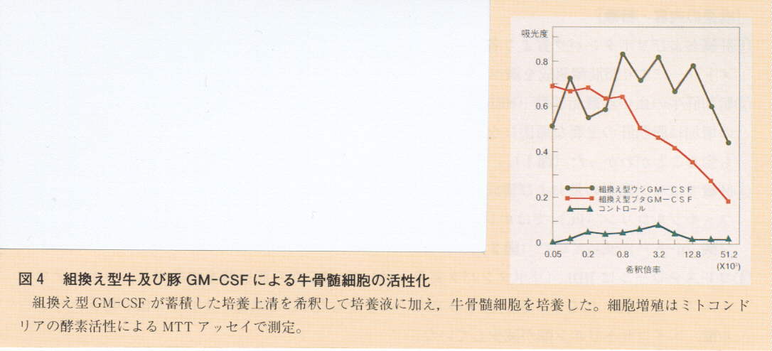 図4.組換え型牛及び豚GM-CSFによる牛骨髄細胞の活性化