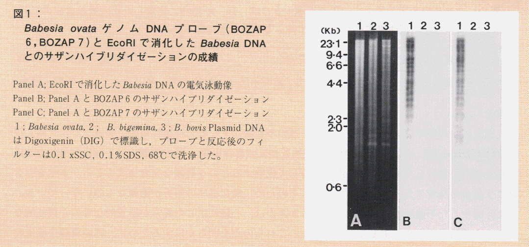 図1.Babesia ovataゲノムDNAプローブ(BOZAP6,BOZAP 7)とEcoRIで消化したBabesia DNAとのサザンハイブリダイゼーションの成績