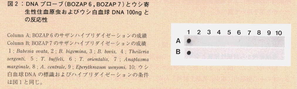 図2.DNAブローブとウシ寄生性住血原虫およびウシ白血球DNA 100ngとの反応性