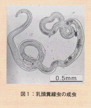 図1.乳頭糞線虫の成虫