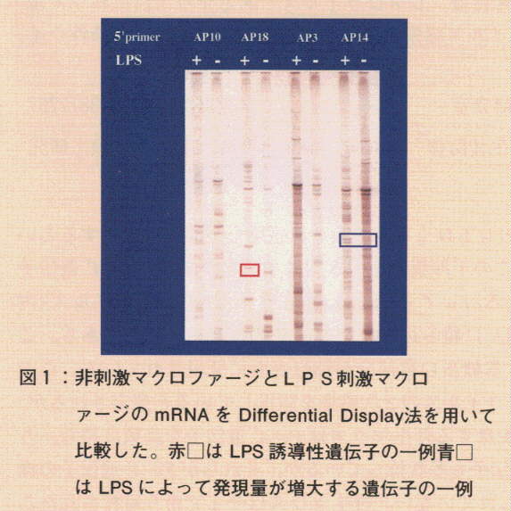 図1.非刺激マクロファージとLPS刺激マクロファージのmRNAをDiffenrential Display法を用いて比較した。