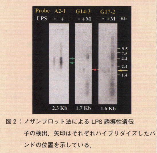 図2.ノザンブロット法によるLPS誘導性遺伝子の検出。