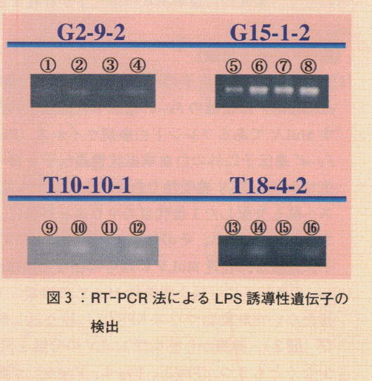 図3.RT-PCR法によるLPS誘導性遺伝子の検出