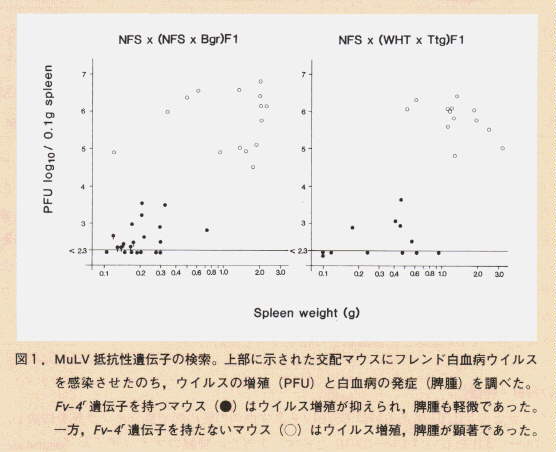 図1.MuLV抵抗性遺伝子の検索。