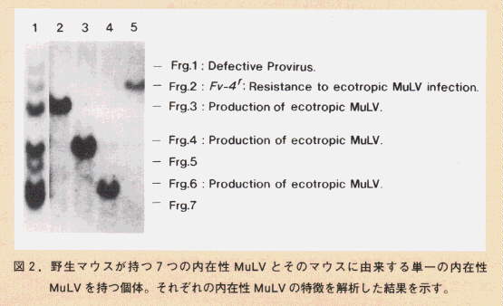 図2.野生マウスが持つ7つの内在性MuLVとそのマウスに由来する単一の内在性MuLVを持つ個体。