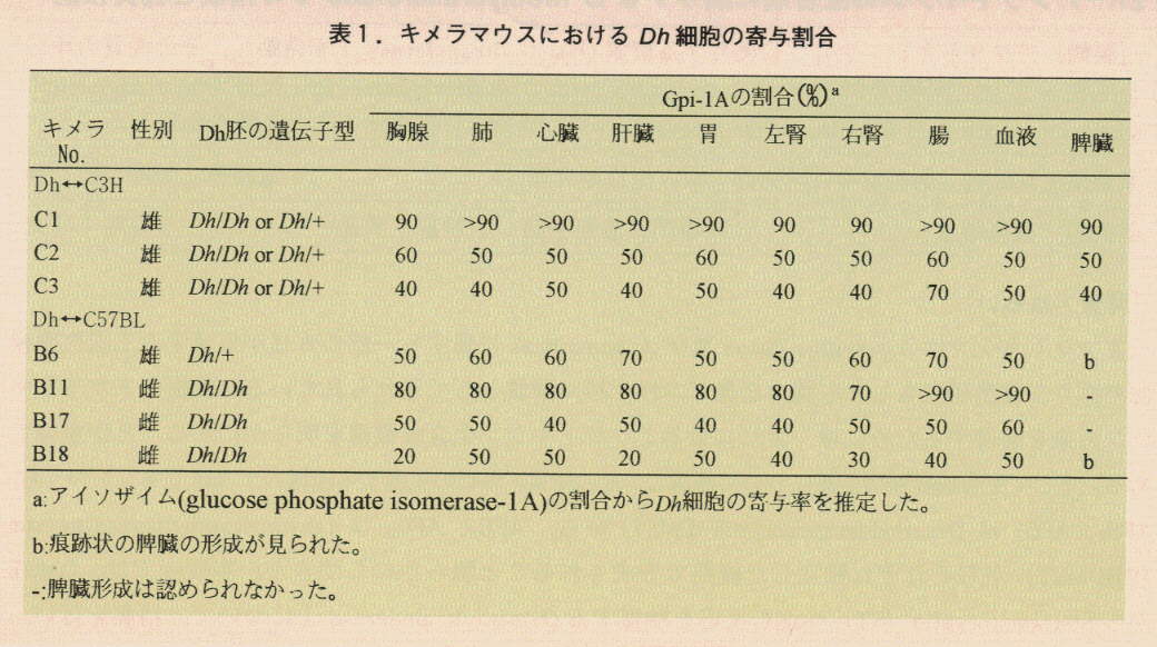 表1.キメラマウスにおけるDh細胞の寄与割合