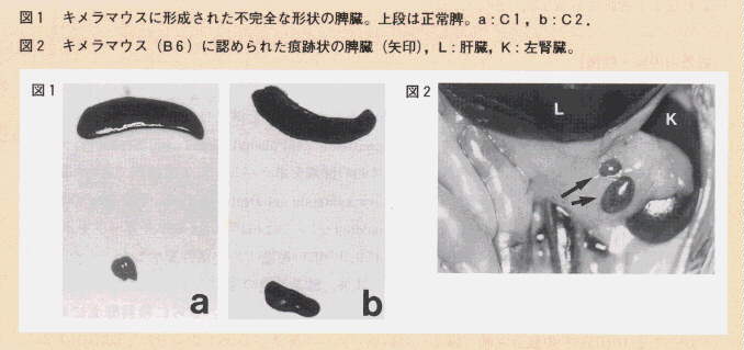 図1.キメラマウスに形成された不完全な形状の脾臓。図2.キメラマウスに認められた痕跡上の脾臓。