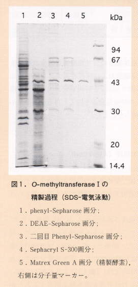 図1.O-methyltransferase I の精製過程