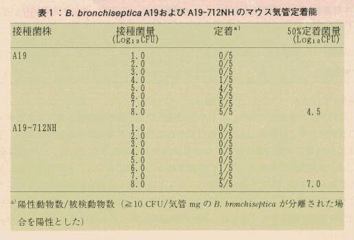 表1.B. bronchiseptica A19およびA19-712NHのマウス気管定着機能