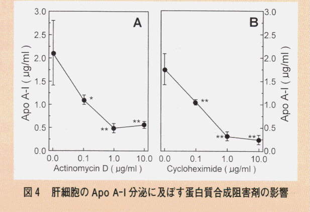 図4.肝細胞のApo A-I分泌に及ぼす蛋白質合成阻害剤の影響