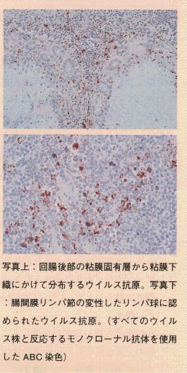 写真.回腸後部の粘膜固有層から粘膜下織にかけて分布するウイルス抗原。