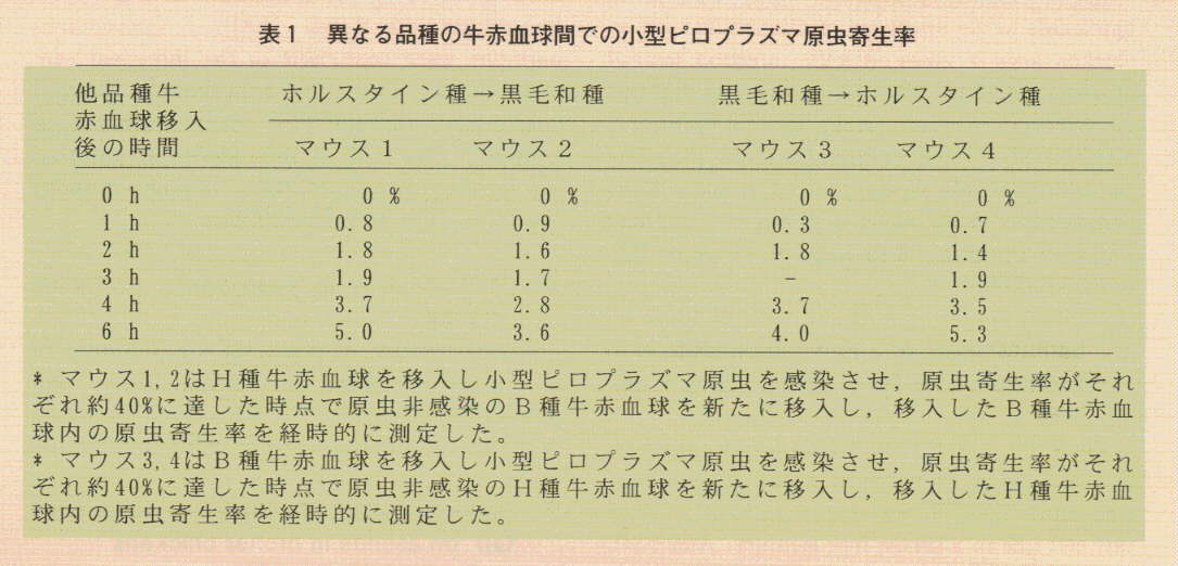 表1.異なる品種の牛赤血球間での小型ピロプラズマ原虫寄生率