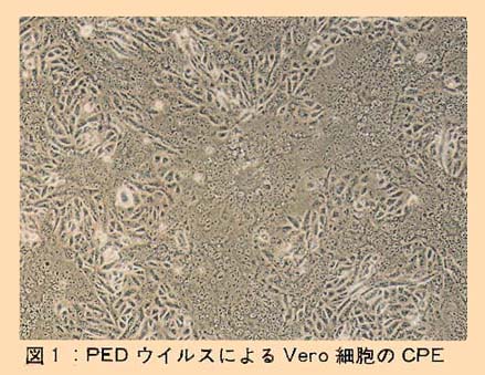 図1 PEDウイルスによるVero細胞のCPE