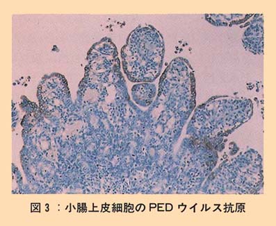図3 小腸上皮細胞のPEDウイルス抗原