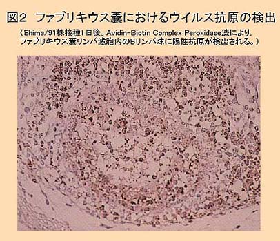 図2 ファブリキウス嚢におけるウイルス抗原の検出