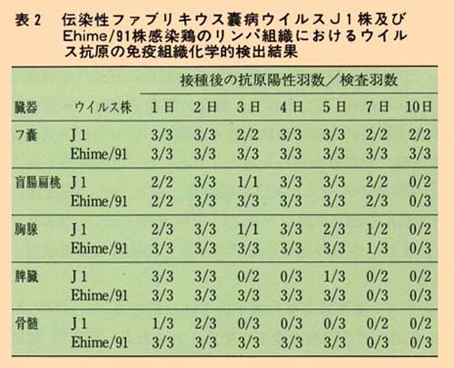 表2 伝染性ファブリキウス嚢病ウイルスJ1株及びEhime/91株感染鶏のリンパ組織におけるウイルス抗原の免疫組織化学的検出結果