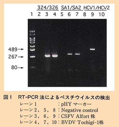図1 RT-PCR法によるペスチウイルスの検出