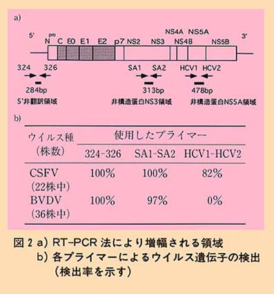 図2 a)RT-PCR法により増幅される領域 b)各プライマーによるウイルス遺伝子の検出