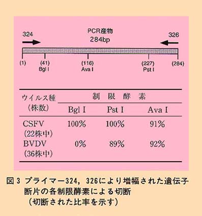 図3 プライマー324、326により増幅された遺伝子断片の各制限酵素による切断