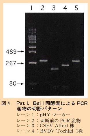 図4 PstI,BglI両酵素によるPCR産物の切断パターン