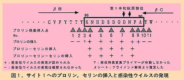 図1 サイト1へのプロリン、セリンの挿入と感染性ウイルスの発現