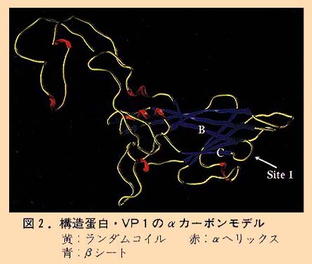 図2 構造蛋白・VP1のαカーボンモデル