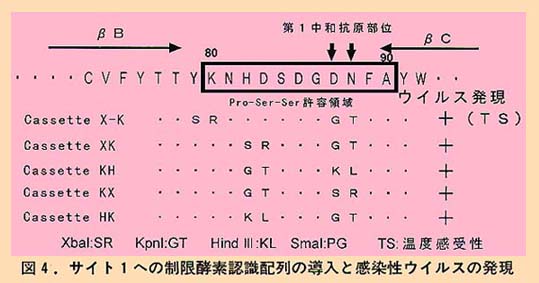 図4 サイト1への制限酵素認識配列の導入と感染性ウイルスの発現