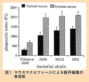 図1 マウスマクロファージによる豚丹毒菌の貧食能