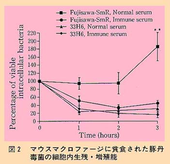 図2 マウスマクロファージに貪食された豚丹毒菌の細胞内生残・増殖能