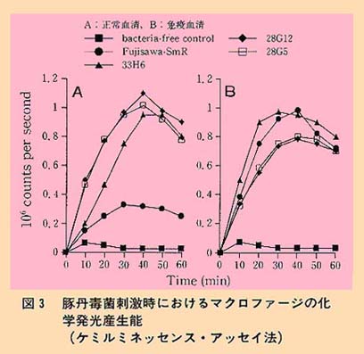 図3 豚丹毒菌刺激時におけるマクロファージの化学発光産生能