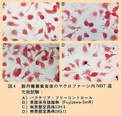 図4 豚丹毒菌貪食後のマクロファージ内NBT還元能試験