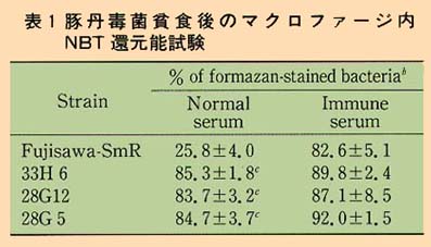 表1 豚丹毒菌貪食後のマクロファージ内NBT還元能試験