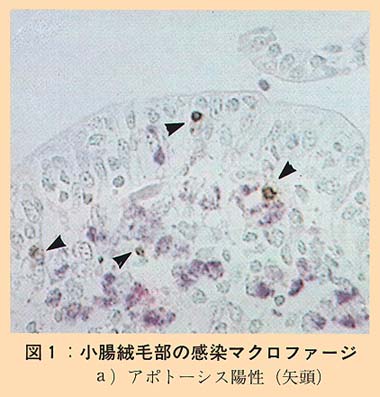 図1 小腸絨毛部の感染マクロファージ (a)