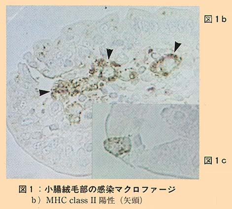 図1 小腸絨毛部の感染マクロファージ (b) (c)