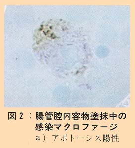 図2 腸管腔内容物塗抹中の感染マクロファージ (a)