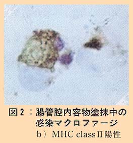 図2 腸管腔内容物塗抹中の感染マクロファージ (b)