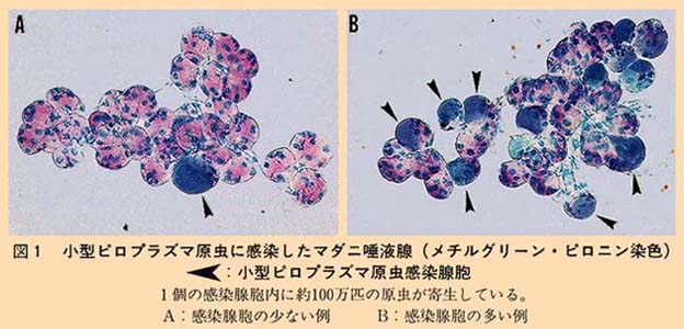 図1 小型ピロプラズマ原虫に感染したマダニ唾液腺