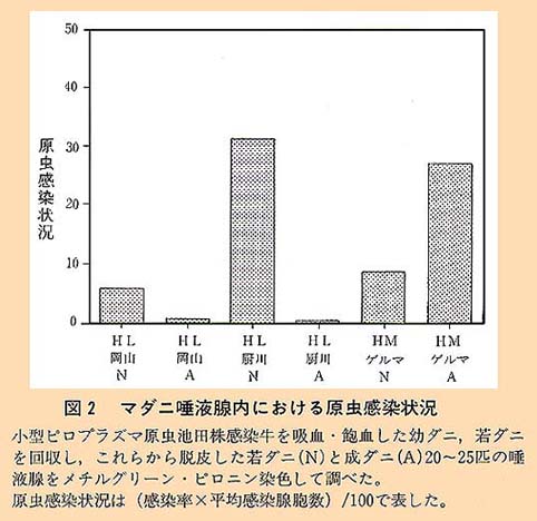 図2 マダニ唾液腺内における原虫感染状況