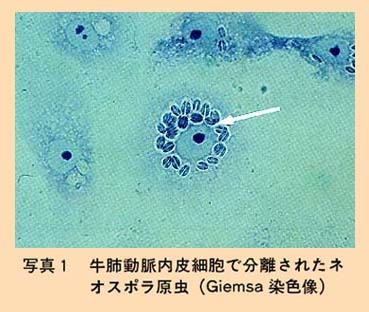 写真1 牛肺動脈内皮細胞で分離されたネオスポラ原虫