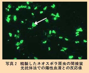 写真2 精製したネオスポラ原虫の間接蛍光抗体法での陽性血清との反応像